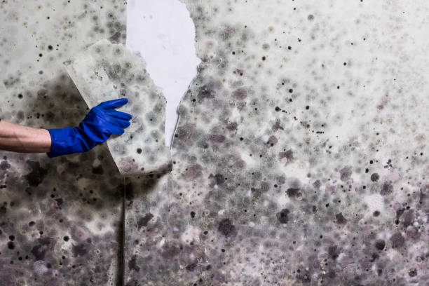 Hartford, CT Mold Remediation Company